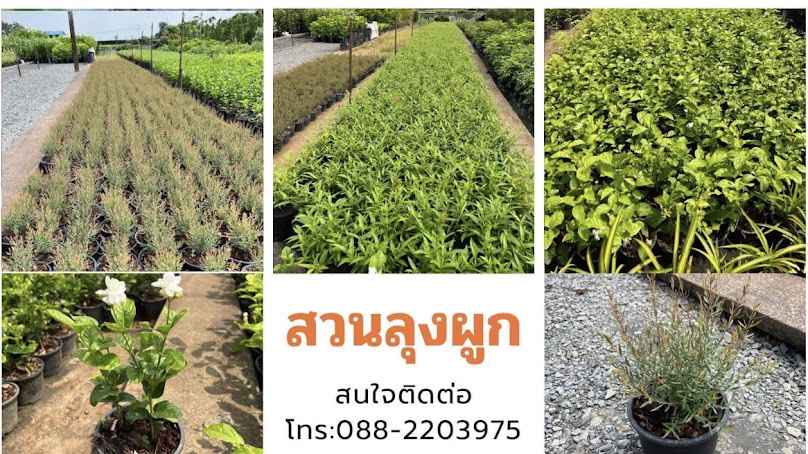 สวนลุงน้อย ตลาดต้นไม้คลอง 15 - 3