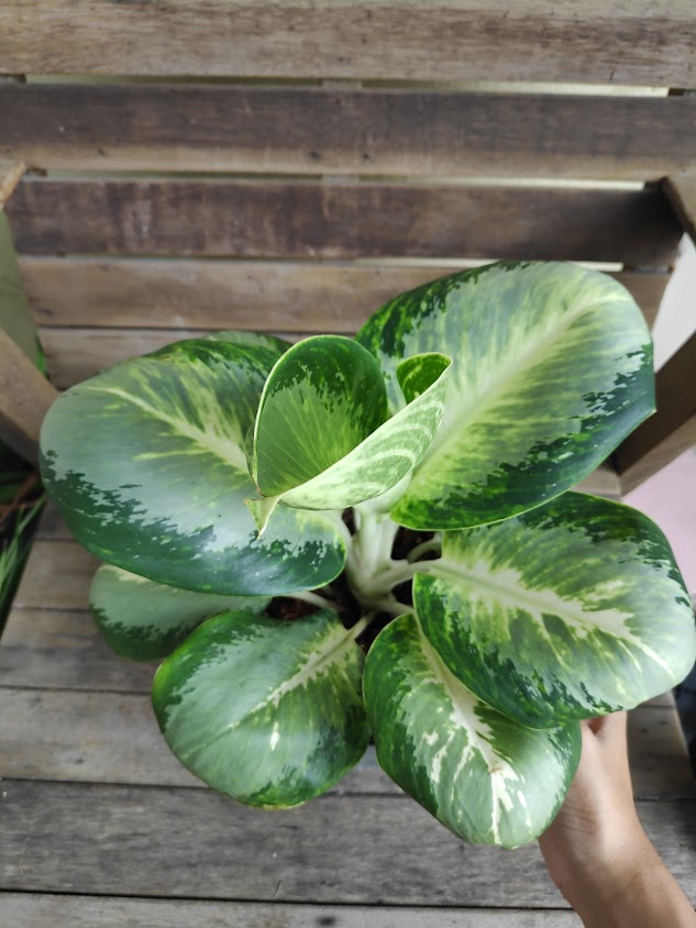 สวนลุงรวมใจ Giant_Planthouse - 3
