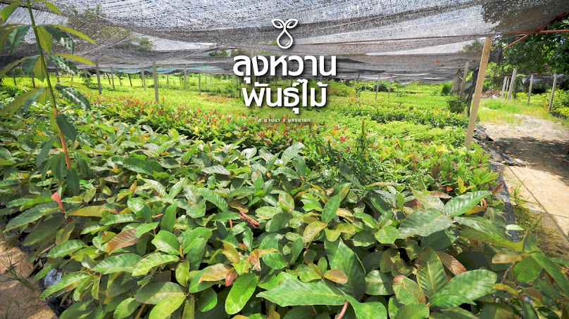 Lunghwanpanmai - 1