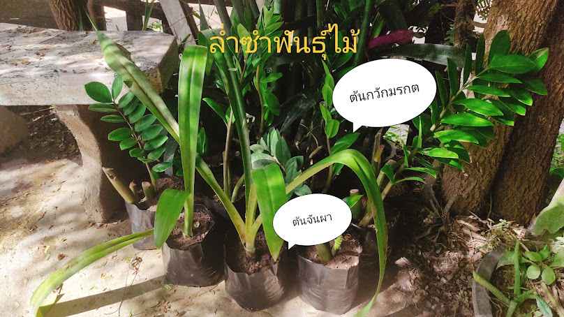 สวนล่ำซำพันธุ์ไม้ - 2