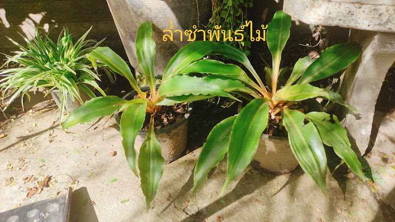 สวนล่ำซำพันธุ์ไม้ - 4