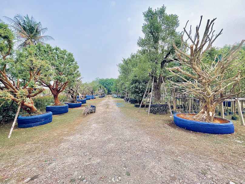 สวนสายบัวพันธุ์ไม้ Saibuagarden - 3
