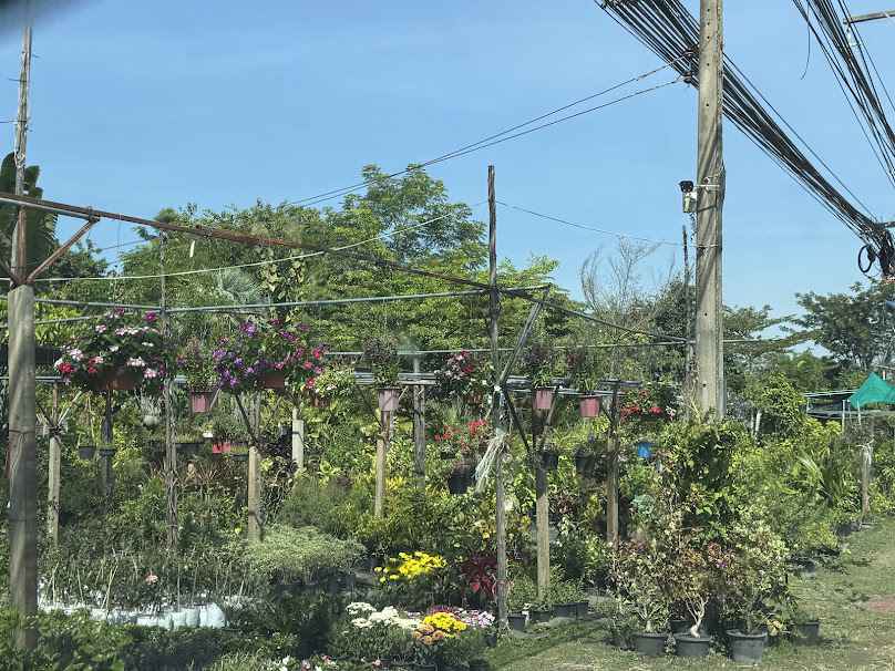 สวนสุพิชฌา-ตลาดต้นไม้บุรีรัมย์ - 4