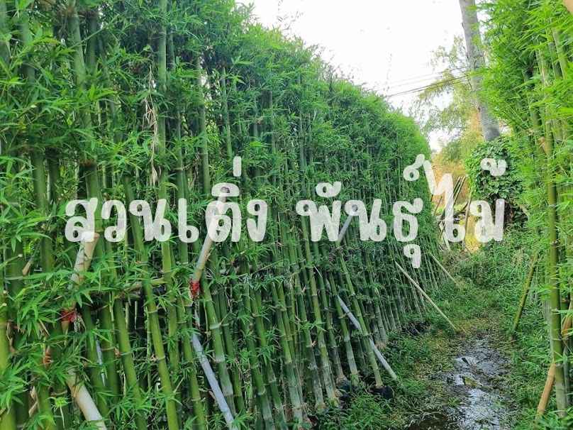 สวนเติ่งพันธ์ุไม้ - 2