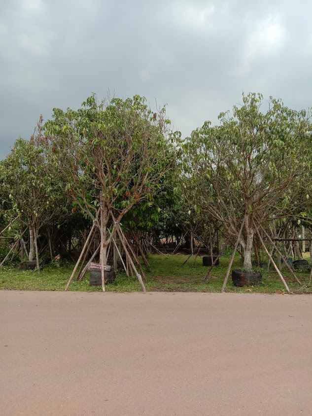 สวนเติ่งพันธ์ุไม้ - 4
