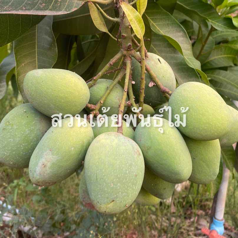 สวนเต้ยพันธุ์ไม้