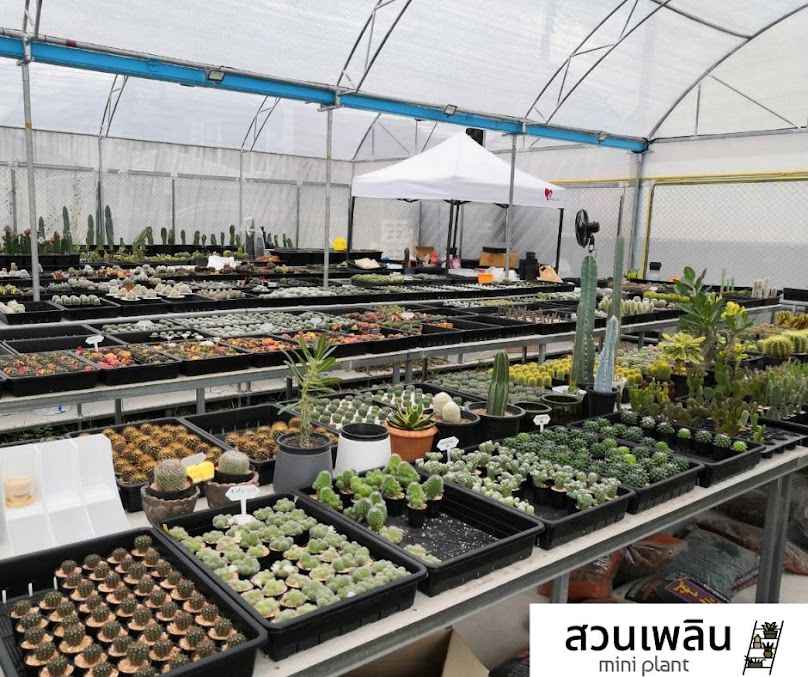 สวนเพลิน โคราช (PLOEN MINI PLANT) ร้านต้นไม้