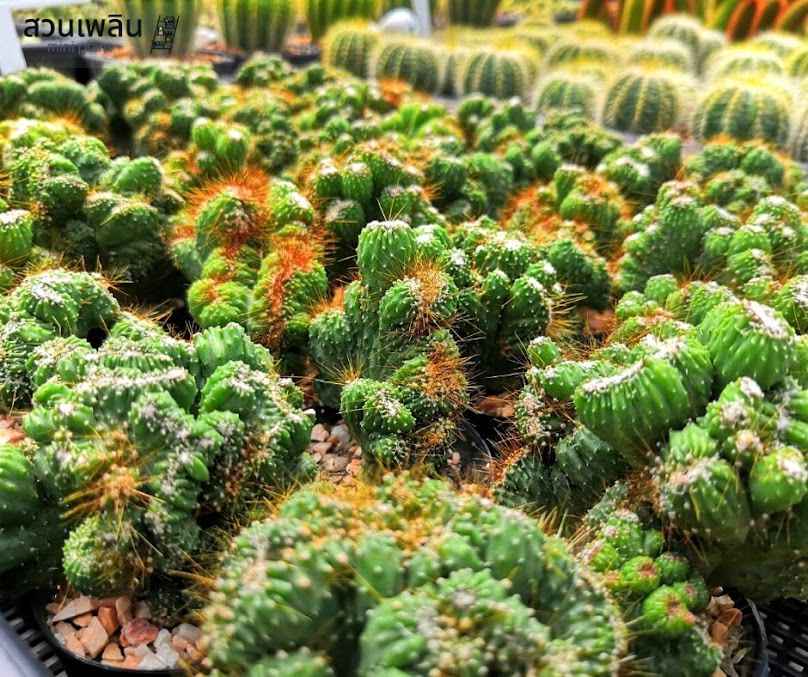 สวนเพลิน โคราช (PLOEN MINI PLANT) ร้านต้นไม้ - 2