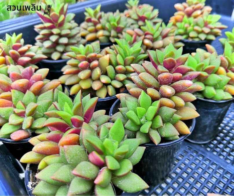 สวนเพลิน โคราช (PLOEN MINI PLANT) ร้านต้นไม้ - 3