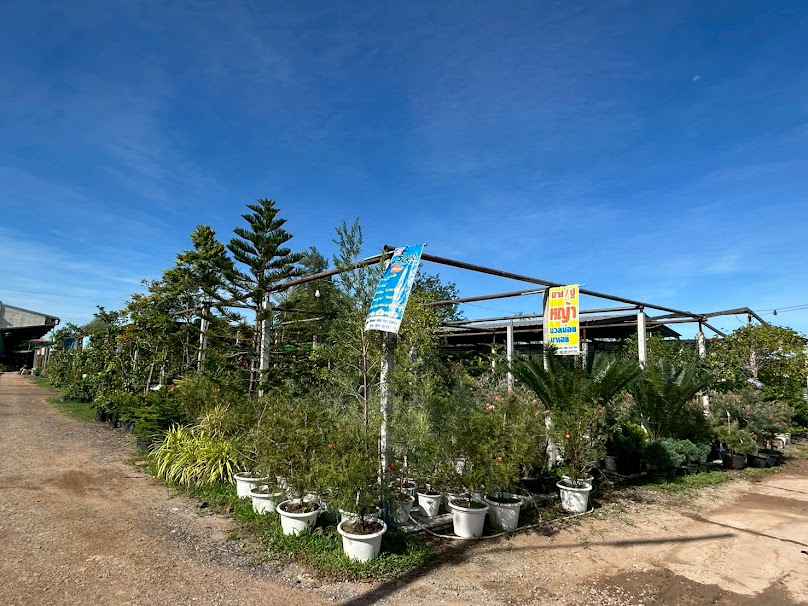 สวนเพลิน โคราช (PLOEN MINI PLANT) ร้านต้นไม้ - 4