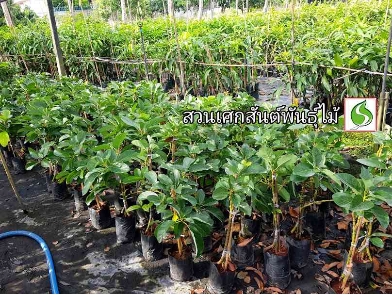 สวนเศกสันต์พันธุ์ไม้ SEAKSAN PANMAI - 2