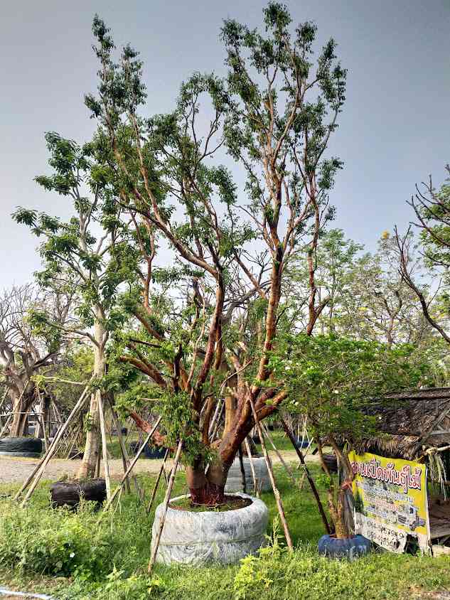 สวนเสาวนิตพันธุ์ไม้ - 4