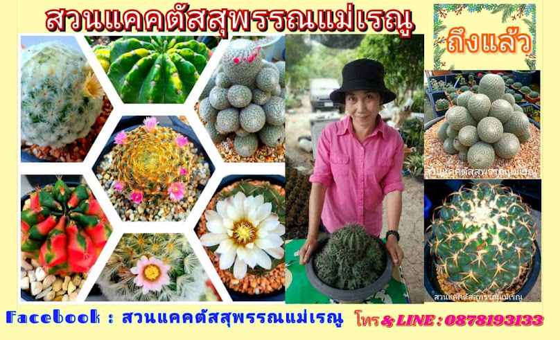 สวนแคคตัสสุพรรณแม่เรณู - 4
