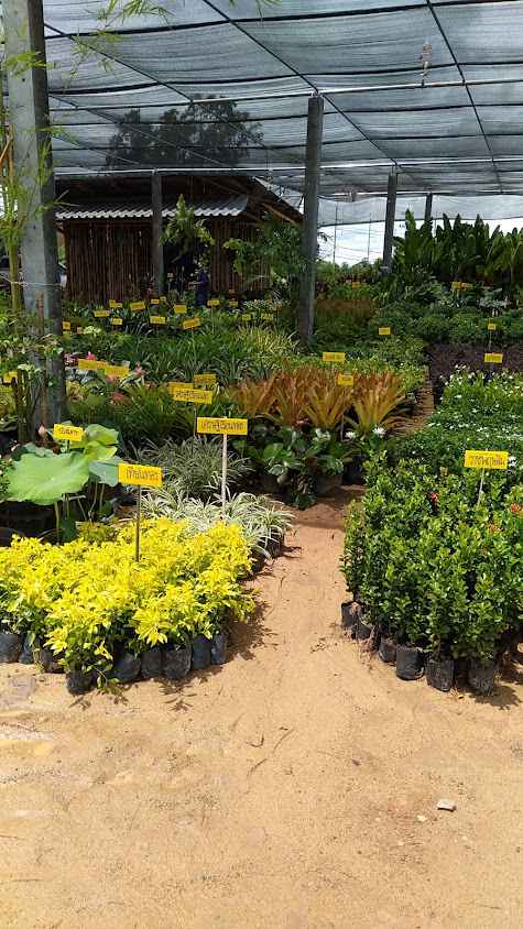 สวนแทนคุณ​ - 4