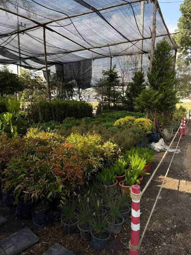 สวนไทรเกาหลีเชียงใหม่ - 2