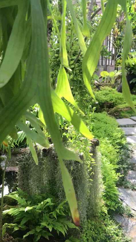 สวนไม้มงคล - 2
