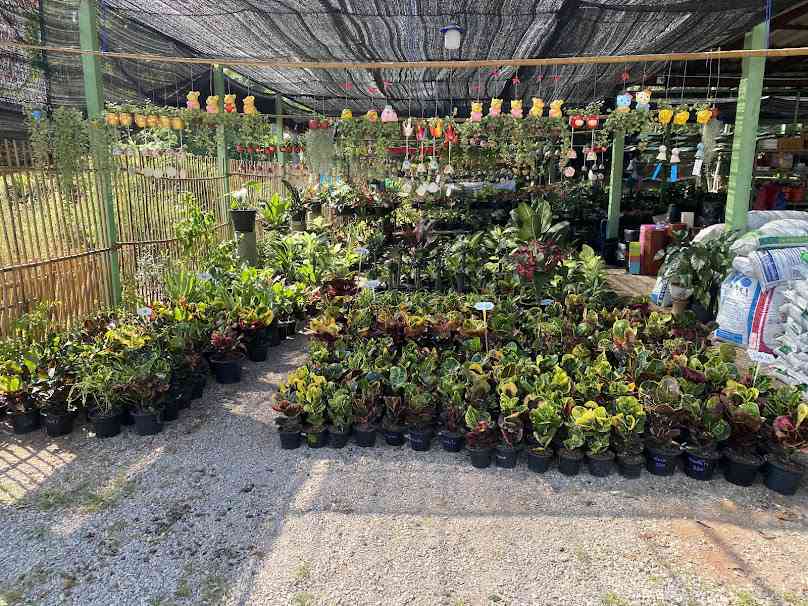 สวนไม้อัมพวา​ หน่องกุ้ง - 4