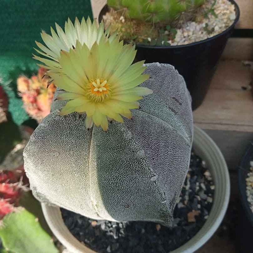 สวนไม้แก้ว - 3