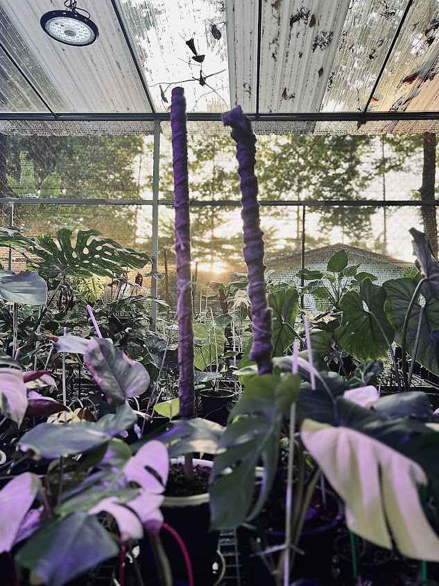 สวนไม้ใบ Nawaboomplants