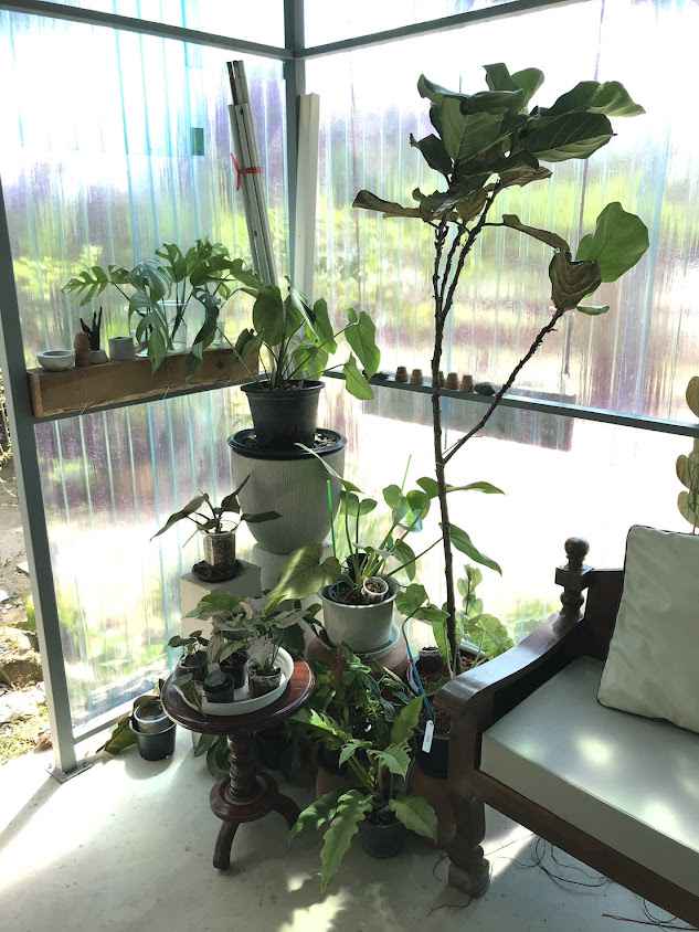 สวนไม้ใบ Nawaboomplants - 2