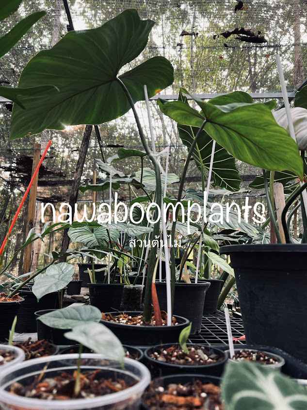 สวนไม้ใบ Nawaboomplants - 3