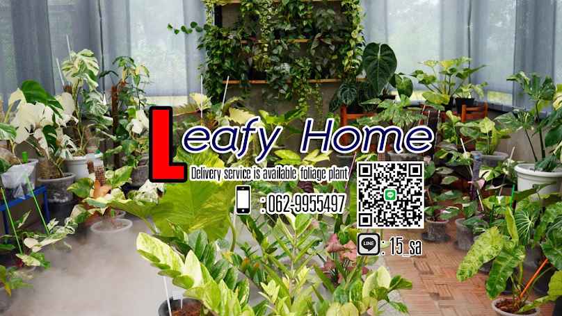 สวนไม้ใบ Nawaboomplants - 4