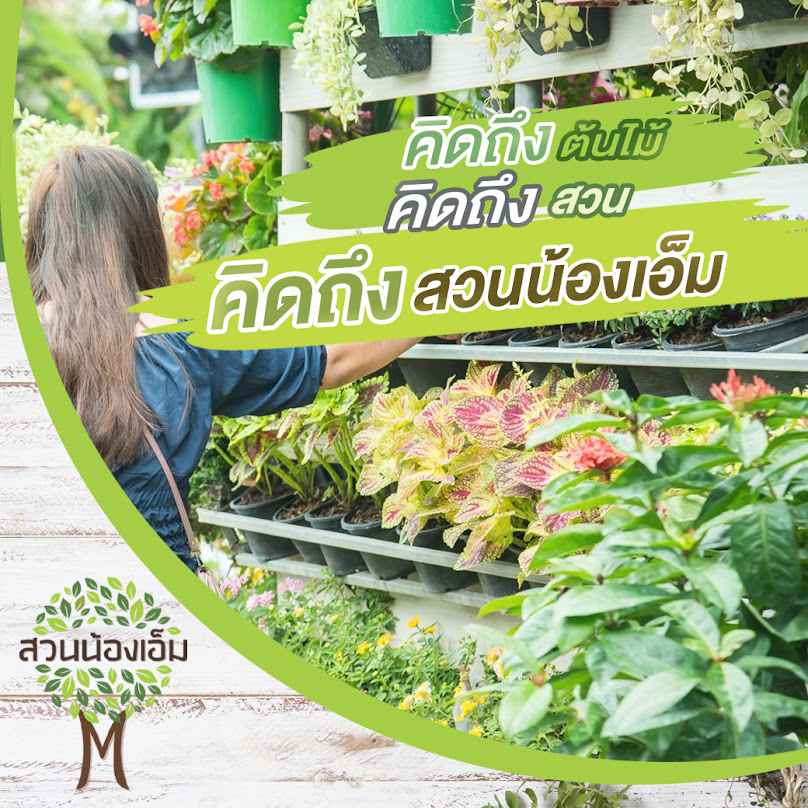 สวนไม้ไท ภูเก็ตสวนเกษตร24 - 4