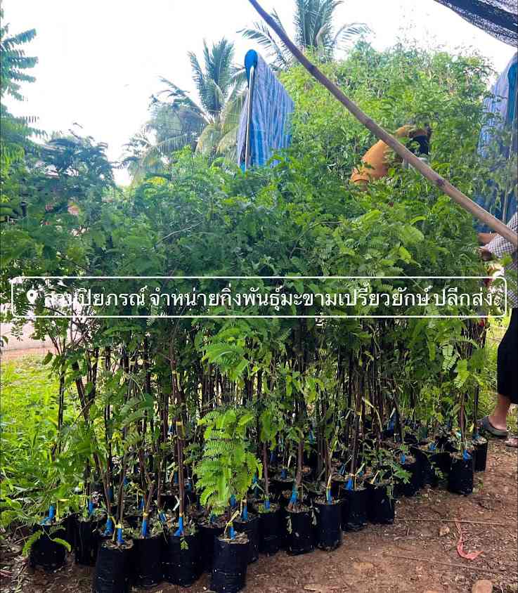 สวน ป ประสิทธิ์ - 4