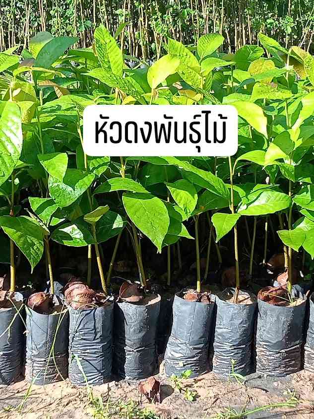 สวน หัวดงพันธุ์ไม้ป่าเศรษฐกิจ🌱