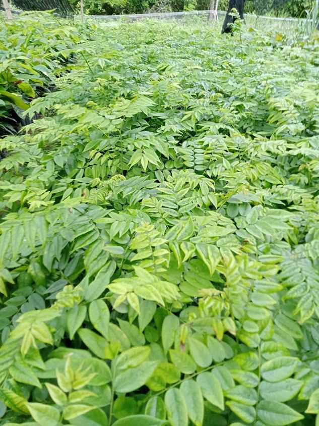 สวน หัวดงพันธุ์ไม้ป่าเศรษฐกิจ🌱 - 3