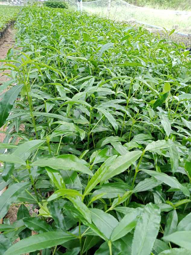 สวน หัวดงพันธุ์ไม้ป่าเศรษฐกิจ🌱 - 4