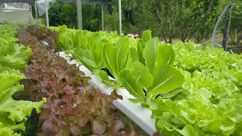สวน NURIS FARM LAMMAI - 3