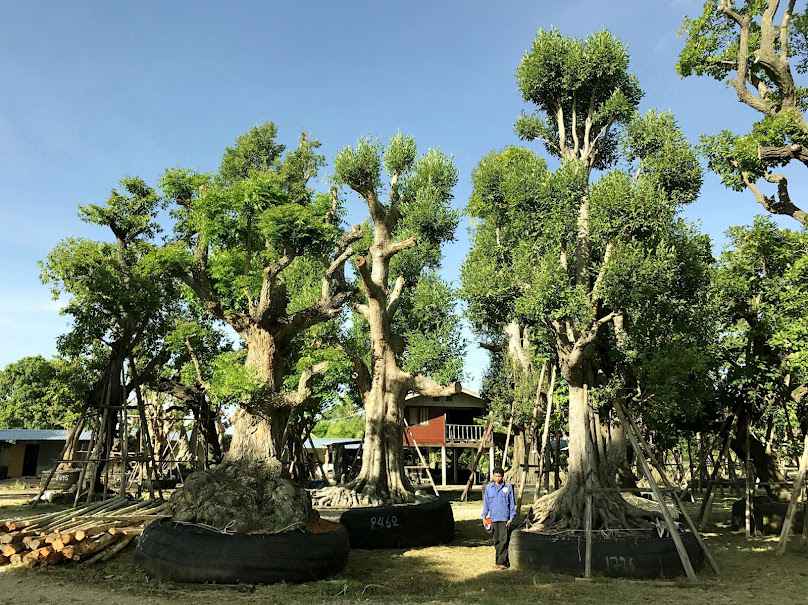 สวน1000ไม้เอก