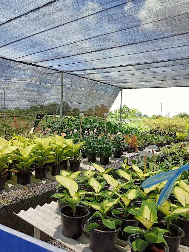 สามชายพันธุ์ไม้สระบุรี