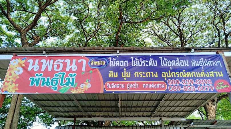 สามชายพันธุ์ไม้สระบุรี - 3