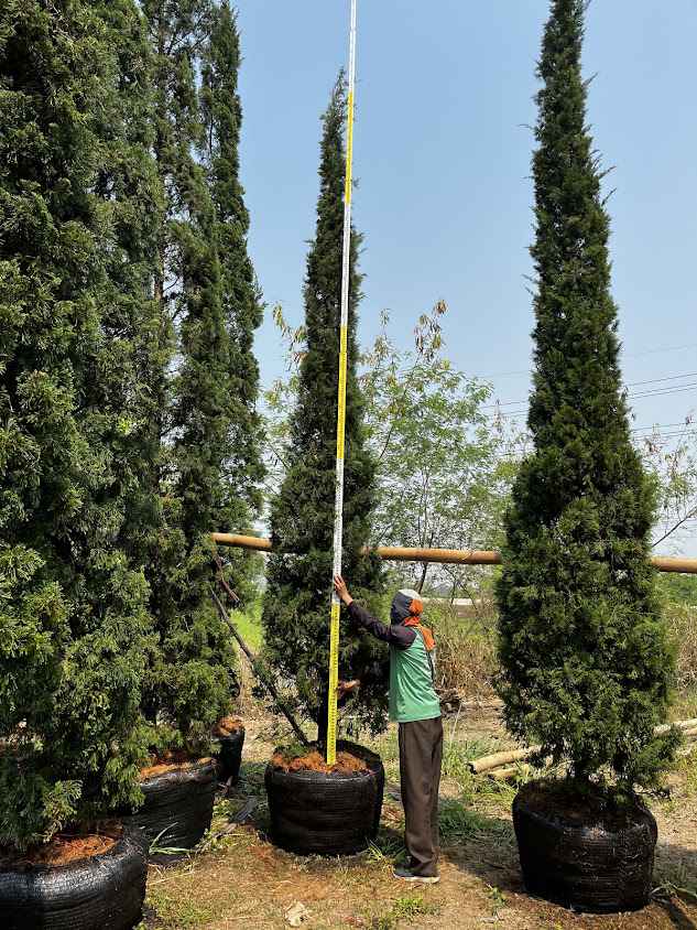 สามป.Nursery Tree. เชียงใหม่ - 1