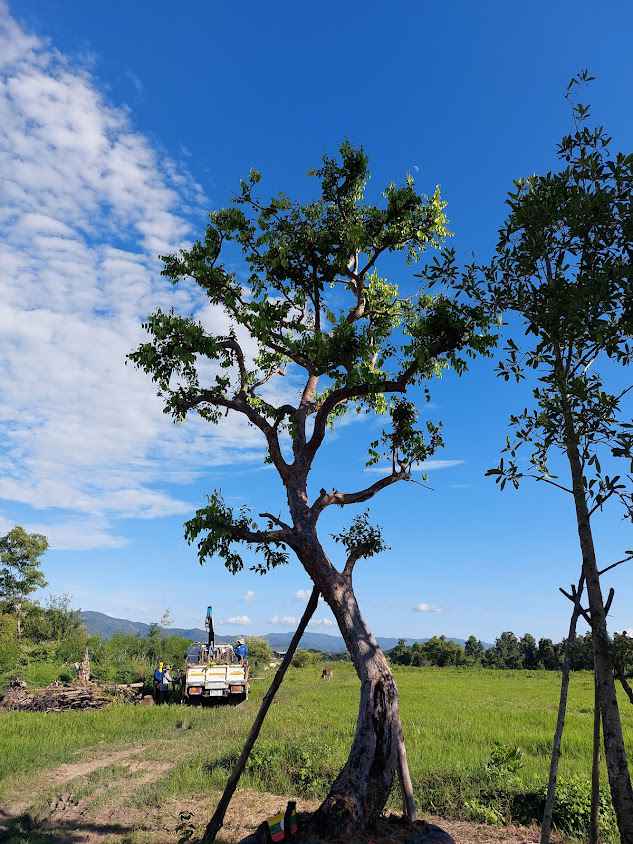 สามป.Nursery Tree. เชียงใหม่ - 2
