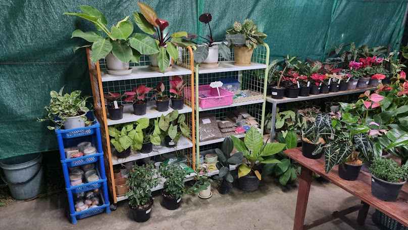 สามป.Nursery Tree. เชียงใหม่ - 3
