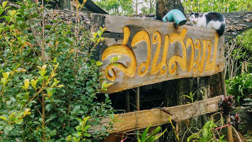 สามป.Nursery Tree. เชียงใหม่ - 4