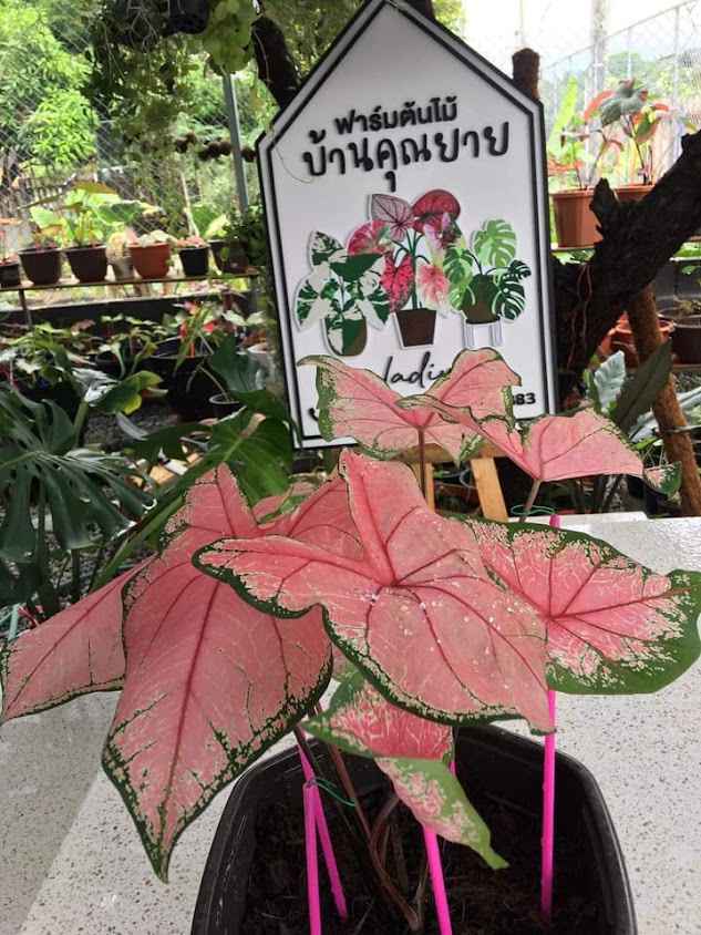 สามเงา​พันธุ์ไม้​ ตาก - 2