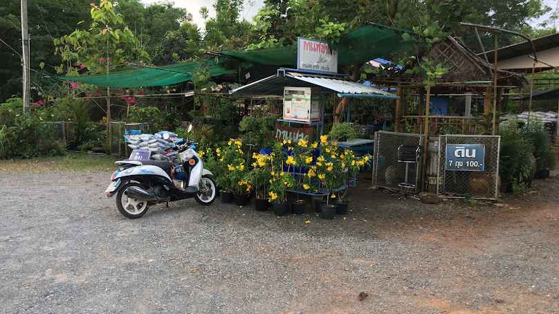 สีสรรพันธุ์ไม้ (ร้านต้นไม้บ้านโคก)ร้านขายต้นไม้ตราด