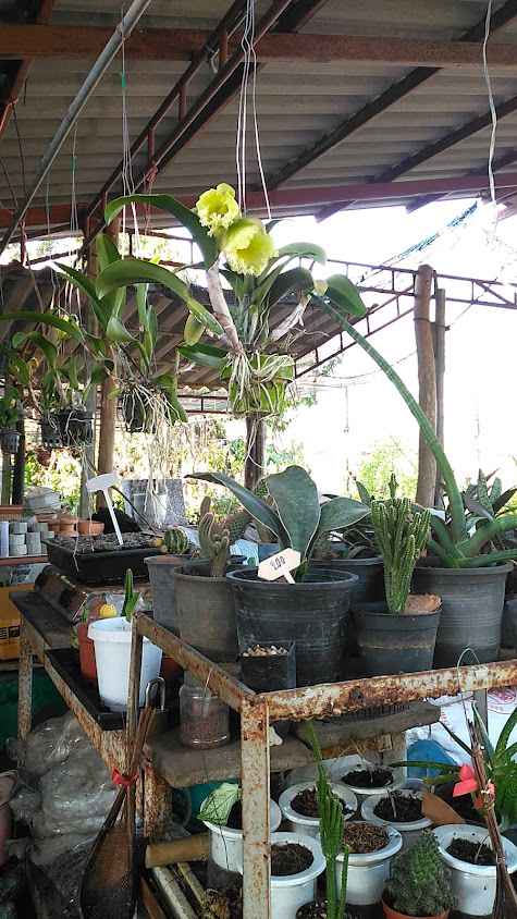 สีสรรพันธุ์ไม้ (ร้านต้นไม้บ้านโคก)ร้านขายต้นไม้ตราด - 2