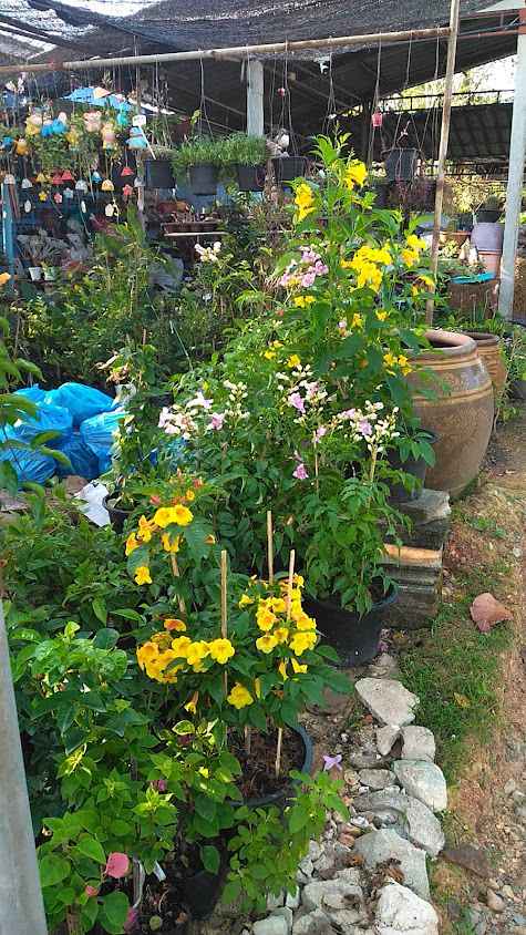สีสรรพันธุ์ไม้ (ร้านต้นไม้บ้านโคก)ร้านขายต้นไม้ตราด - 3