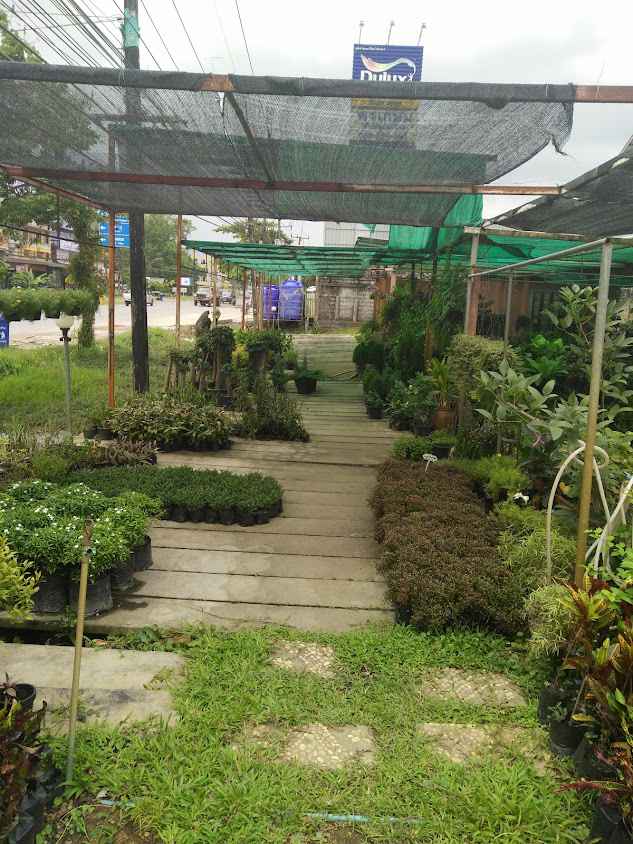 สีสรรพันธุ์ไม้ (ร้านต้นไม้บ้านโคก)ร้านขายต้นไม้ตราด - 4