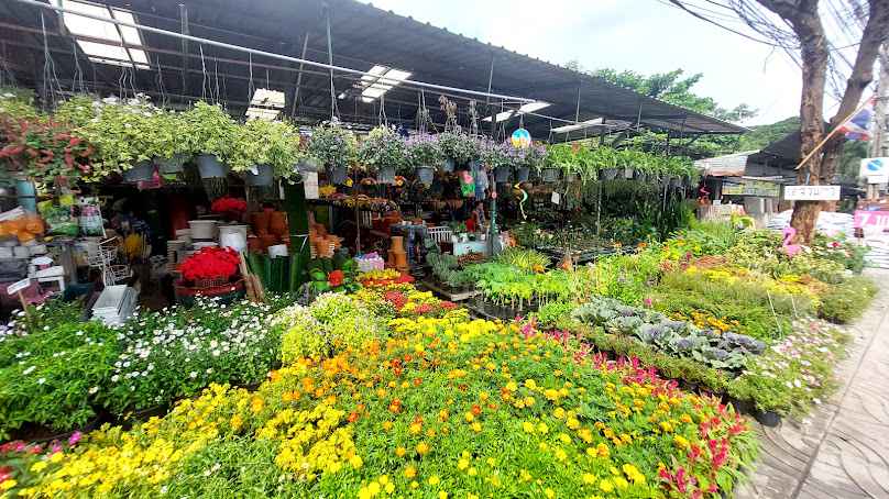 สุชาดาพันธุ์ไม้ SuchadaTreeShop - 2