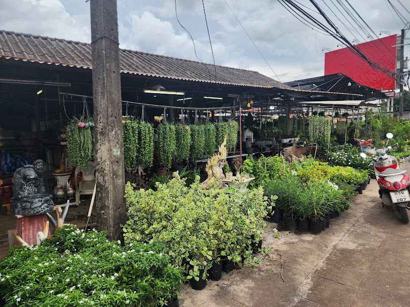 สุณิสาพันธุ์ไม้