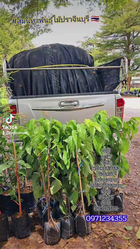 สุมนทา พันธุ์ไม้ SUMONTA PANMAI ร้านขายต้นไม้ราคาส่ง - 3