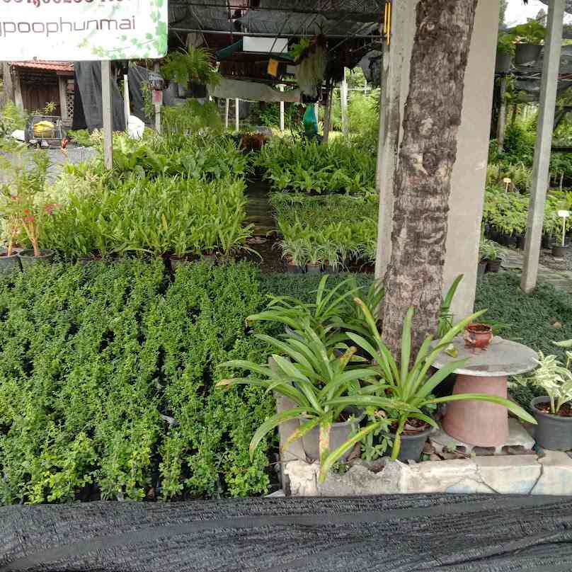 สุวิมล ต้นไม้นานาพันธุ์/Suwimol Garden