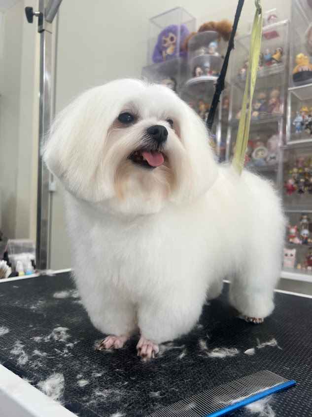 หนองบัวลำภู กรูมมิ่ง แอนด์ สปา