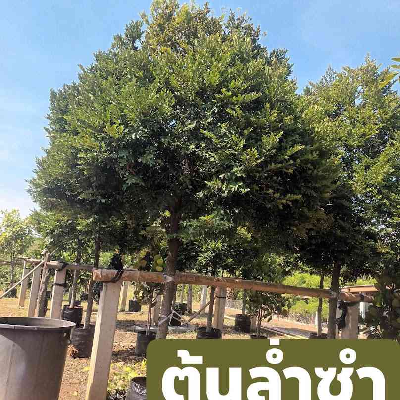 หน่อย พันธุ์ไม้ ขายต้นไม้ ราคา ปลีก- ราคา ส่ง - 4